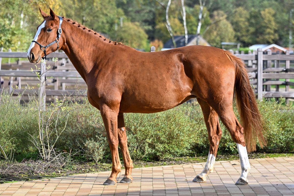 horse